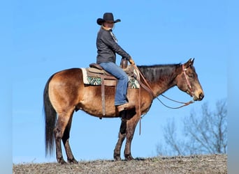 American Quarter Horse, Wallach, 6 Jahre, 150 cm, Buckskin