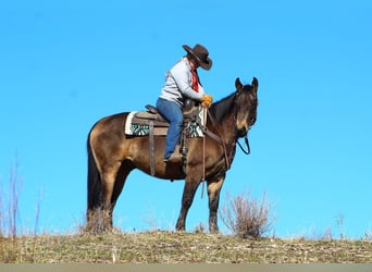 American Quarter Horse, Wallach, 6 Jahre, 150 cm, Buckskin