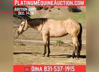 American Quarter Horse, Wallach, 6 Jahre, 150 cm, Buckskin