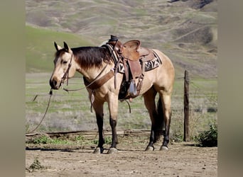 American Quarter Horse, Wallach, 6 Jahre, 150 cm, Buckskin