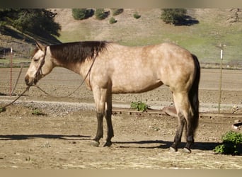 American Quarter Horse, Wallach, 6 Jahre, 150 cm, Buckskin