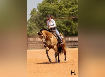 American Quarter Horse, Wallach, 6 Jahre, 150 cm, Buckskin