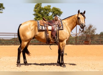 American Quarter Horse, Wallach, 6 Jahre, 150 cm, Buckskin