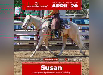 American Quarter Horse, Wallach, 6 Jahre, 150 cm, Cremello