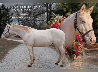 American Quarter Horse, Wallach, 6 Jahre, 150 cm, Cremello