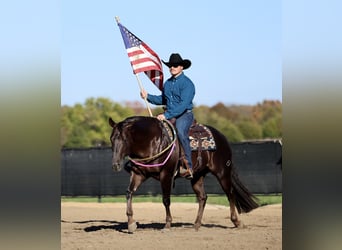 American Quarter Horse, Wallach, 6 Jahre, 150 cm, Dunkelfuchs