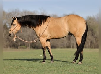American Quarter Horse, Wallach, 6 Jahre, 150 cm, Falbe