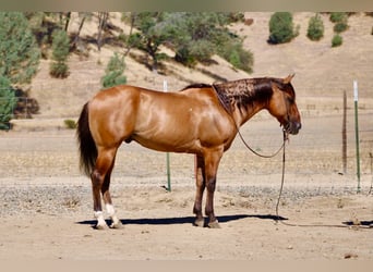 American Quarter Horse, Wallach, 6 Jahre, 150 cm, Falbe