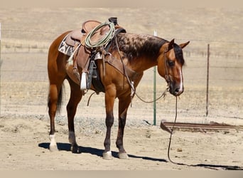 American Quarter Horse, Wallach, 6 Jahre, 150 cm, Falbe