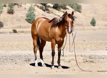 American Quarter Horse, Wallach, 6 Jahre, 150 cm, Falbe