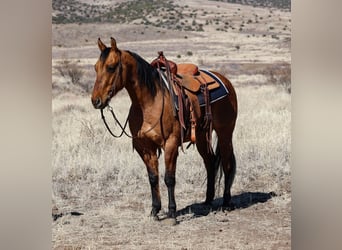 American Quarter Horse, Wallach, 6 Jahre, 150 cm, Falbe