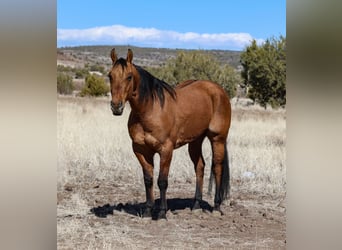 American Quarter Horse, Wallach, 6 Jahre, 150 cm, Falbe