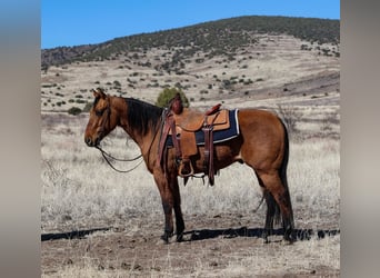 American Quarter Horse, Wallach, 6 Jahre, 150 cm, Falbe