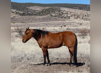 American Quarter Horse, Wallach, 6 Jahre, 150 cm, Falbe