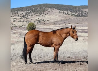 American Quarter Horse, Wallach, 6 Jahre, 150 cm, Falbe