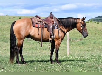 American Quarter Horse, Wallach, 6 Jahre, 150 cm, Falbe