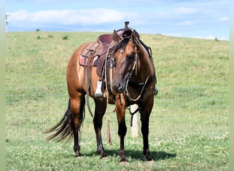 American Quarter Horse, Wallach, 6 Jahre, 150 cm, Falbe