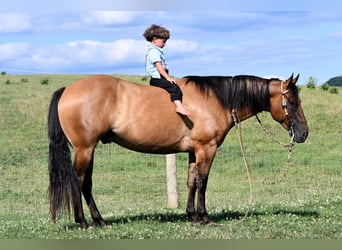 American Quarter Horse, Wallach, 6 Jahre, 150 cm, Falbe