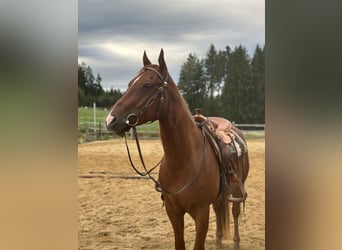 American Quarter Horse, Wallach, 6 Jahre, 150 cm, Fuchs