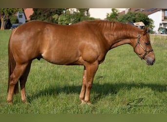 American Quarter Horse, Wallach, 6 Jahre, 150 cm, Fuchs