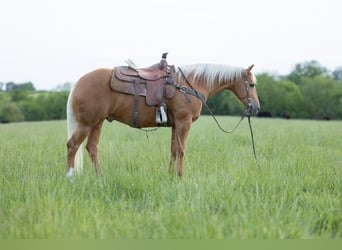 American Quarter Horse, Wallach, 6 Jahre, 150 cm, Palomino