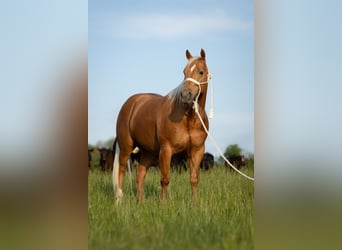 American Quarter Horse, Wallach, 6 Jahre, 150 cm, Palomino