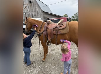 American Quarter Horse, Wallach, 6 Jahre, 150 cm, Palomino