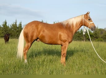 American Quarter Horse, Wallach, 6 Jahre, 150 cm, Palomino