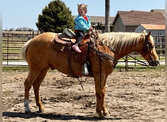 American Quarter Horse, Wallach, 6 Jahre, 150 cm, Palomino