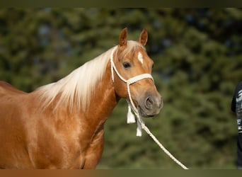 American Quarter Horse, Wallach, 6 Jahre, 150 cm, Palomino