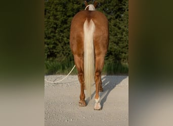 American Quarter Horse, Wallach, 6 Jahre, 150 cm, Palomino