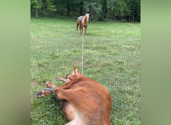American Quarter Horse, Wallach, 6 Jahre, 150 cm, Palomino
