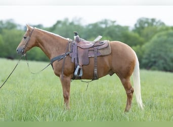 American Quarter Horse, Wallach, 6 Jahre, 150 cm, Palomino