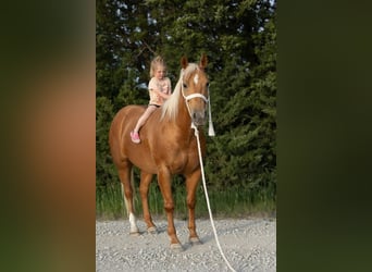 American Quarter Horse, Wallach, 6 Jahre, 150 cm, Palomino