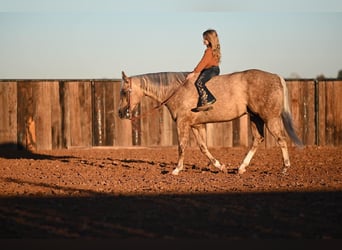American Quarter Horse, Wallach, 6 Jahre, 150 cm, Palomino