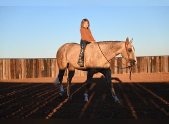 American Quarter Horse, Wallach, 6 Jahre, 150 cm, Palomino