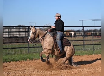American Quarter Horse, Wallach, 6 Jahre, 150 cm, Palomino