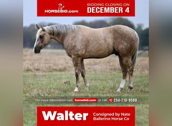 American Quarter Horse, Wallach, 6 Jahre, 150 cm, Palomino