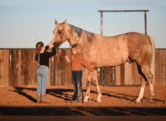 American Quarter Horse, Wallach, 6 Jahre, 150 cm, Palomino
