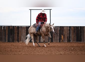 American Quarter Horse, Wallach, 6 Jahre, 150 cm, Palomino