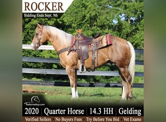American Quarter Horse, Wallach, 6 Jahre, 150 cm, Palomino