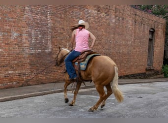American Quarter Horse, Wallach, 6 Jahre, 150 cm, Palomino