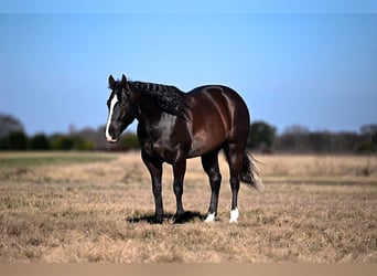 American Quarter Horse, Wallach, 6 Jahre, 150 cm