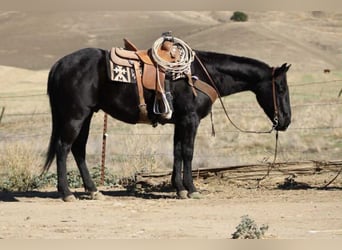 American Quarter Horse, Wallach, 6 Jahre, 150 cm, Rappe