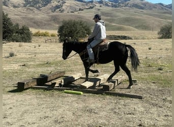 American Quarter Horse, Wallach, 6 Jahre, 150 cm, Rappe