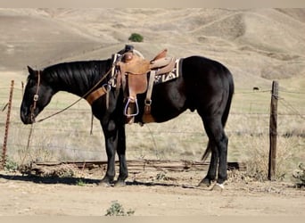 American Quarter Horse, Wallach, 6 Jahre, 150 cm, Rappe