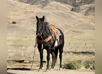 American Quarter Horse, Wallach, 6 Jahre, 150 cm, Rappe