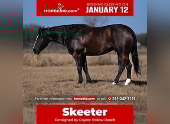 American Quarter Horse, Wallach, 6 Jahre, 150 cm, Rappe