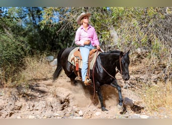 American Quarter Horse, Wallach, 6 Jahre, 150 cm, Rappe