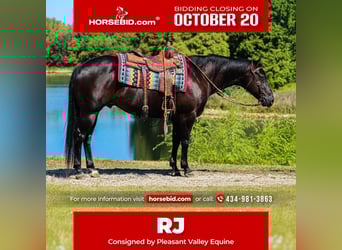 American Quarter Horse, Wallach, 6 Jahre, 150 cm, Rappe